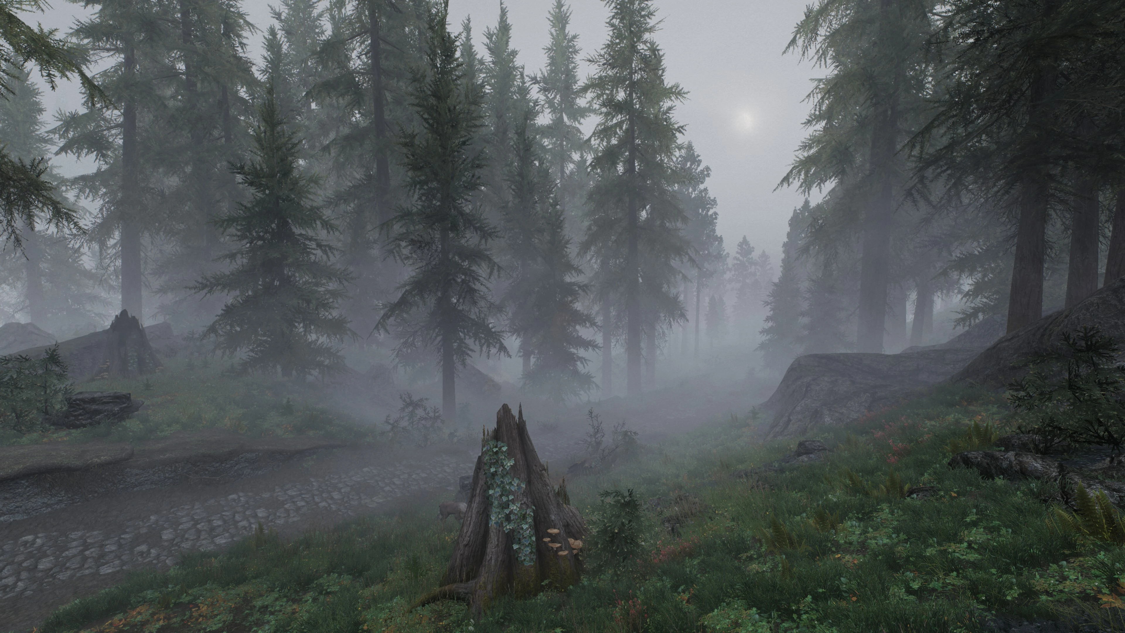 misty forest