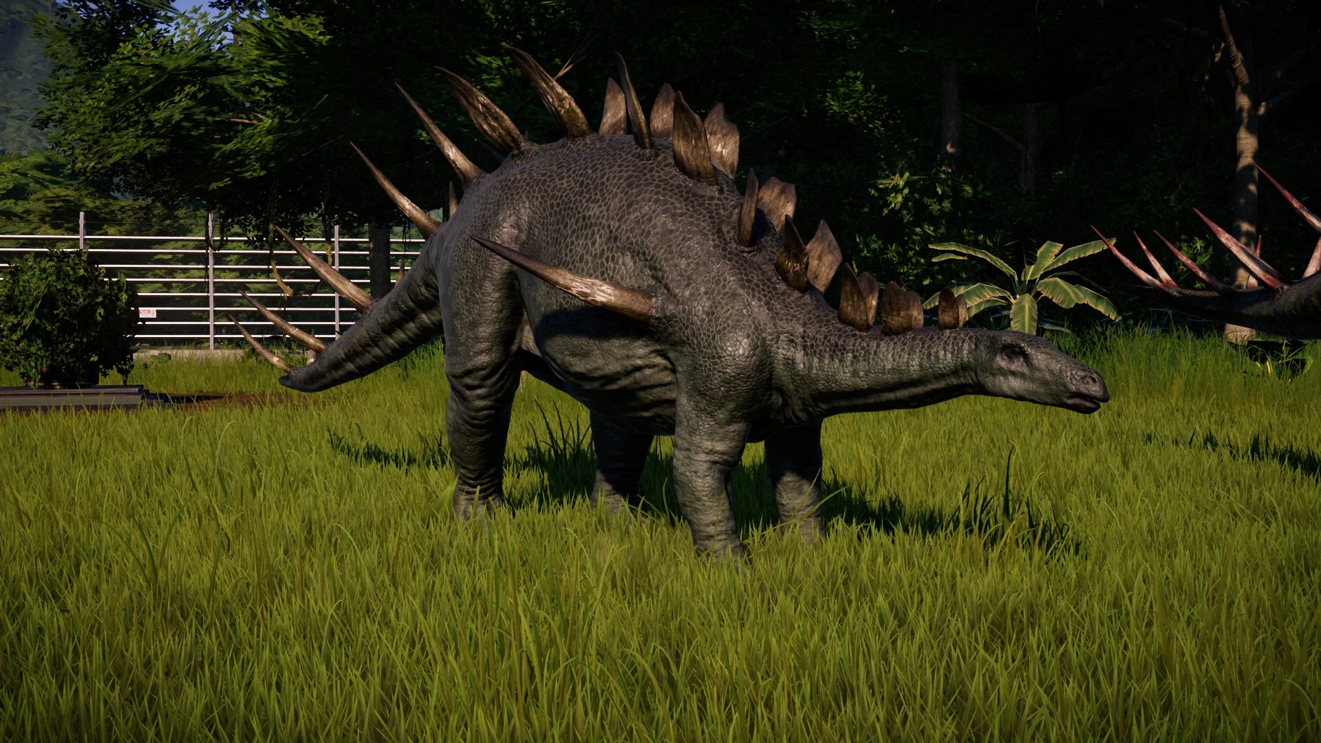 kentrosaurus - more interesting plates