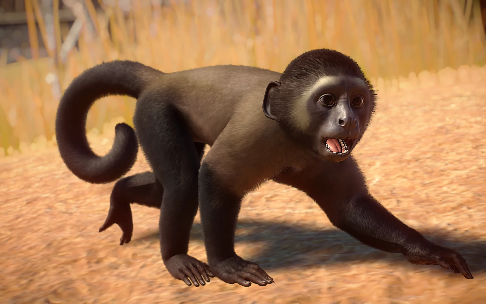 6) new species - tufted capuchin monkey