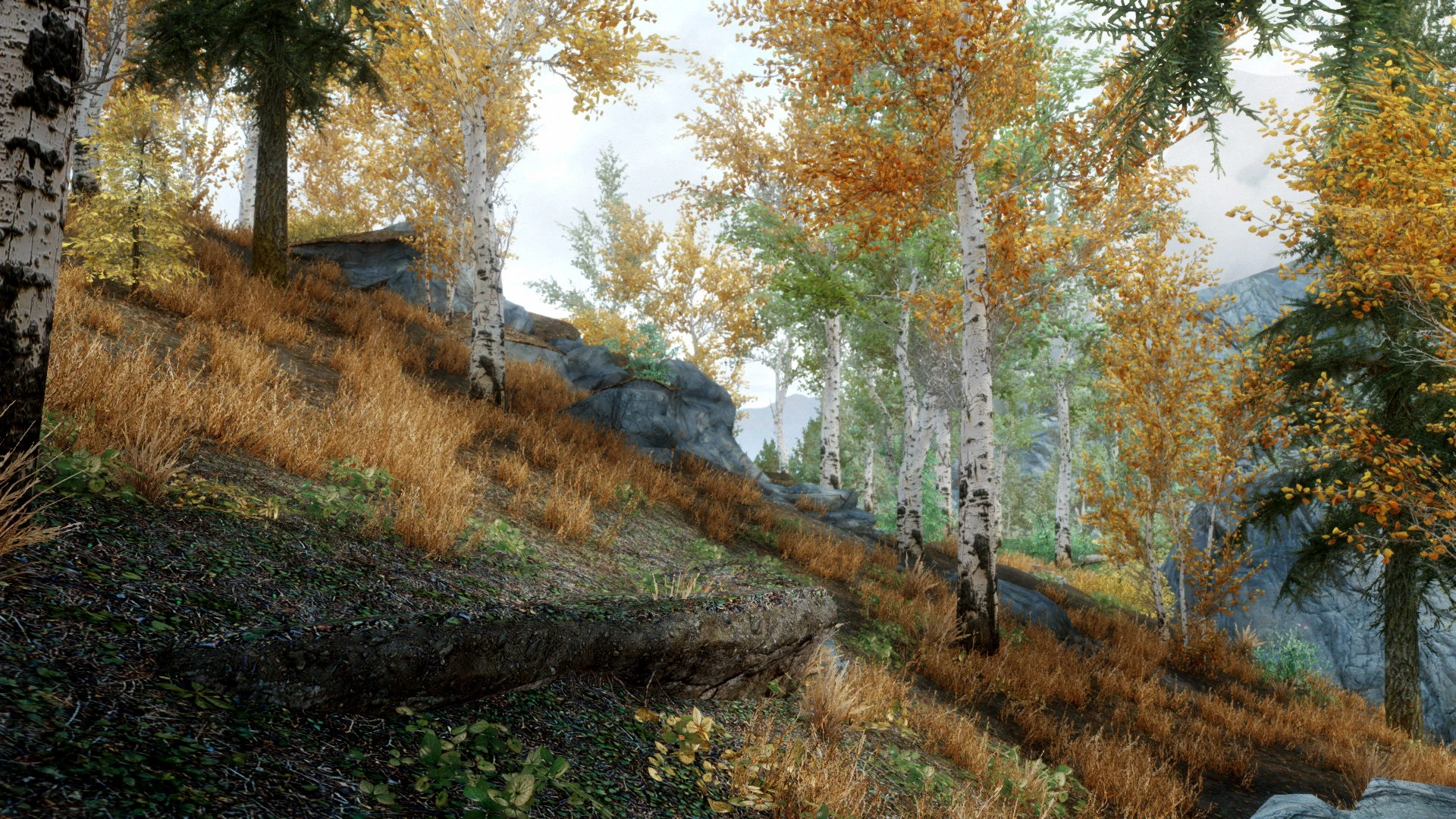 birch forest early Autumn at Skyrim Nexus - Mods and Community