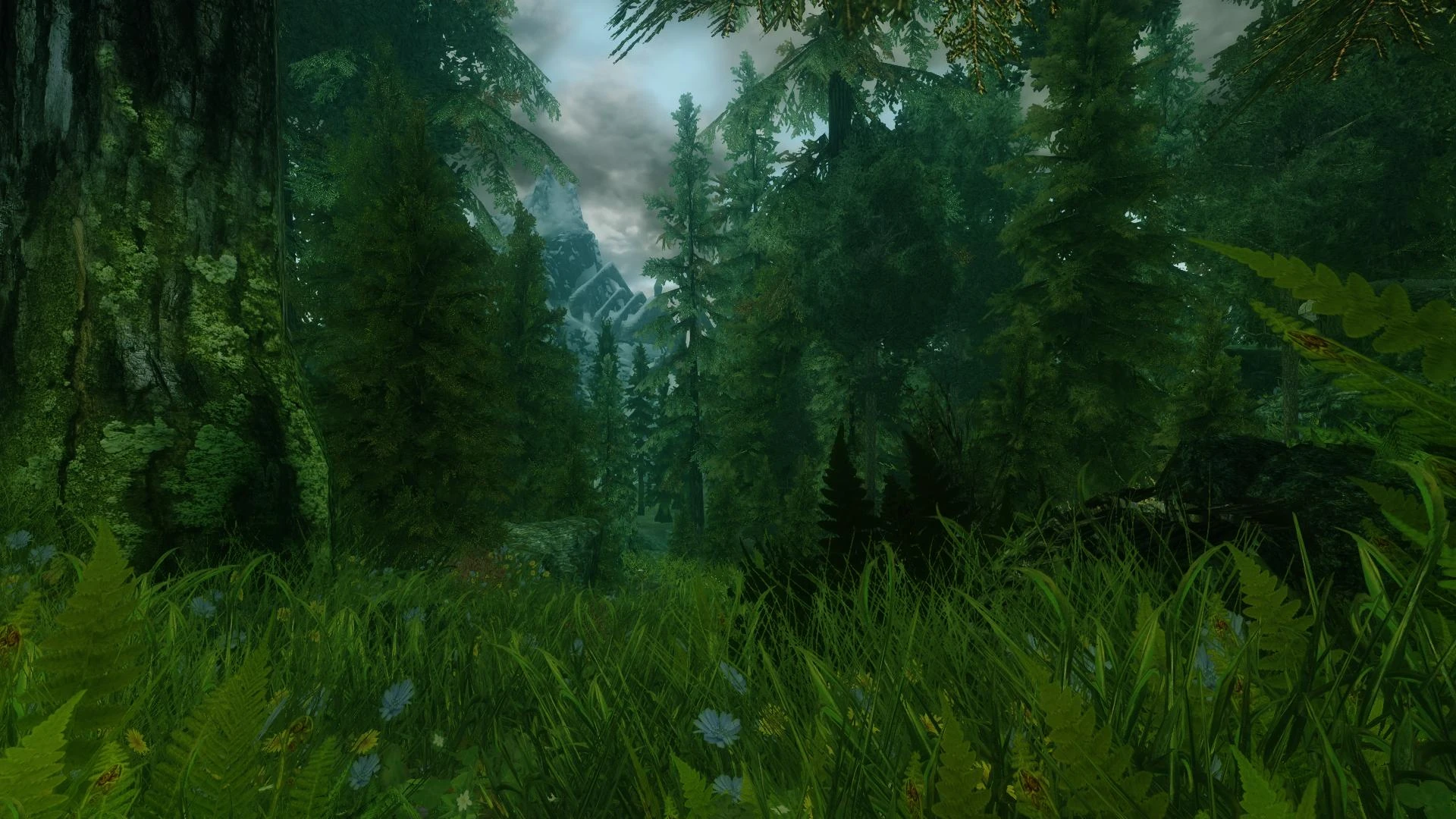 A Real Skyrim Forest