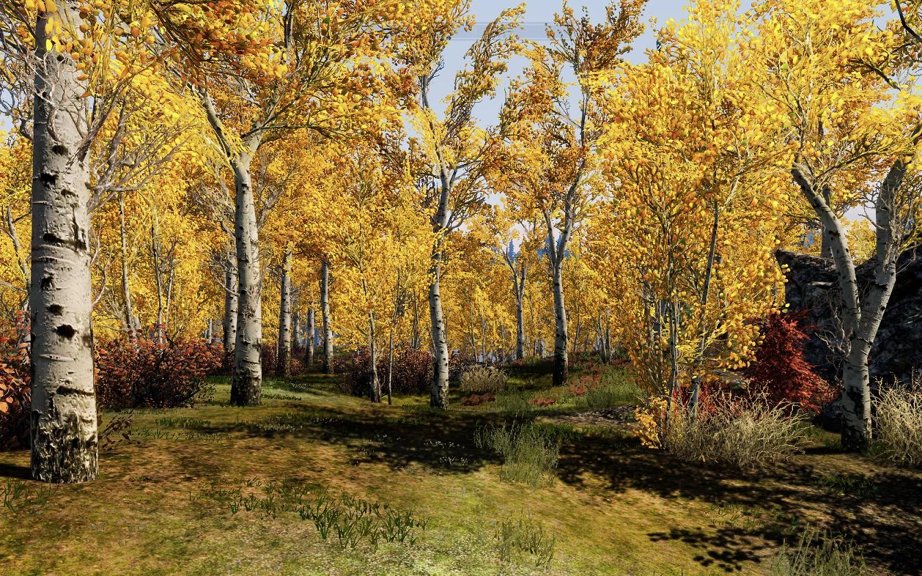 birch forest at Skyrim Nexus - Mods and Community