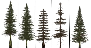 Detailed Pine trees