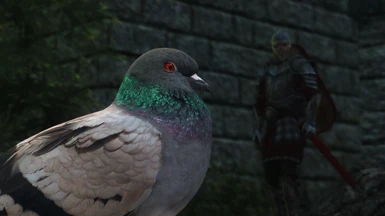 Hungry Guard Stares Longingly at Phat Pigeon