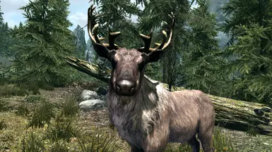 Animal Watching at Skyrim Nexus - Mods and Community