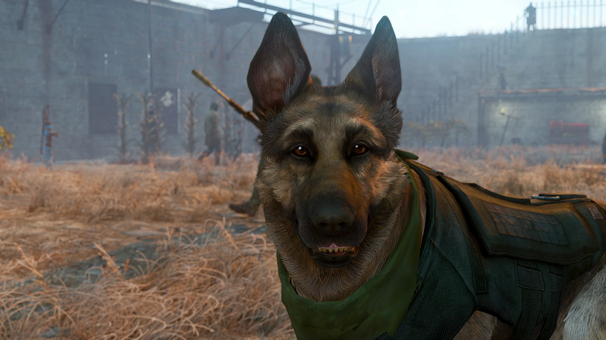 Fallout 4 4k dogmeat фото 20
