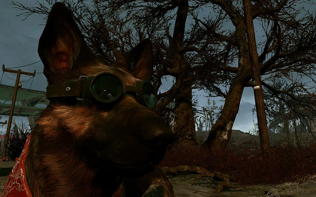 fallout 3 where to find dogmeat
