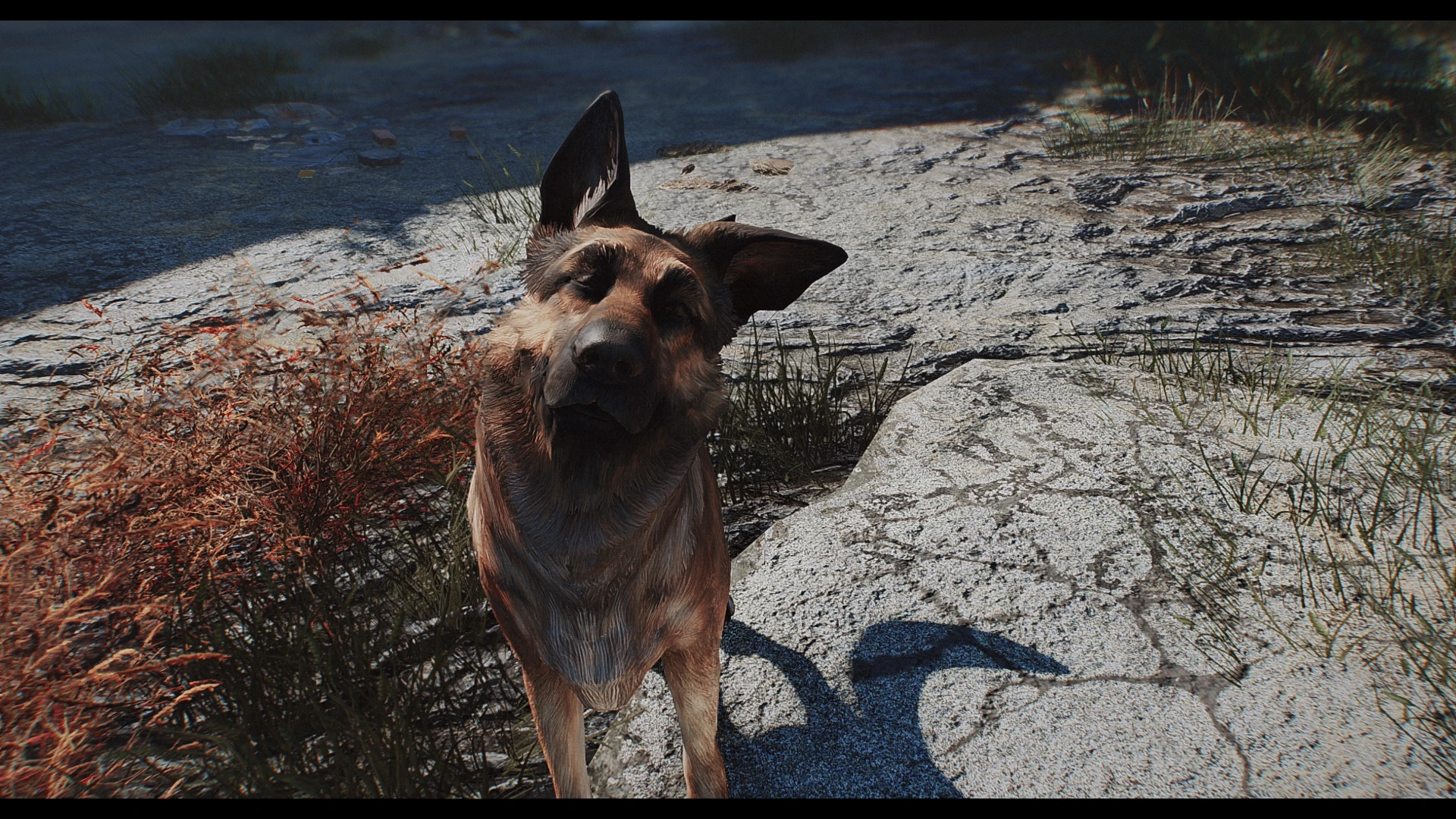 where is dogmeat fallout 4