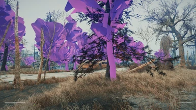 Pink Trees with CT's PRP Patches