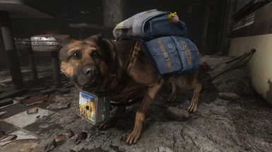 039 Izzie's HARSH Story - Close up - Dogmeat
