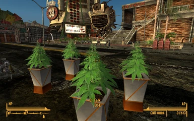 Marijuana Plant - WIP
