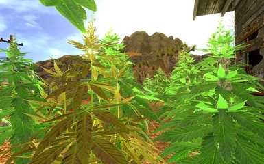 Marijuana Plant v1dot3
