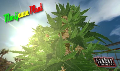 Marijuana Plant - New Banner