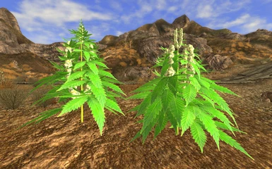 Marijuana Plant WIP