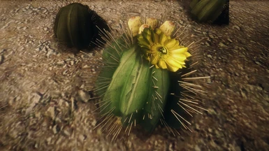 Barrel cactus HD