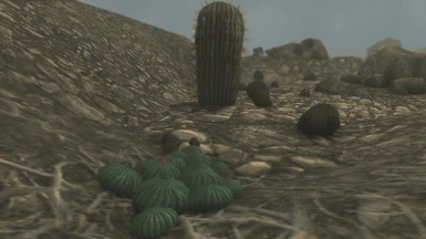 Peyote Cacti