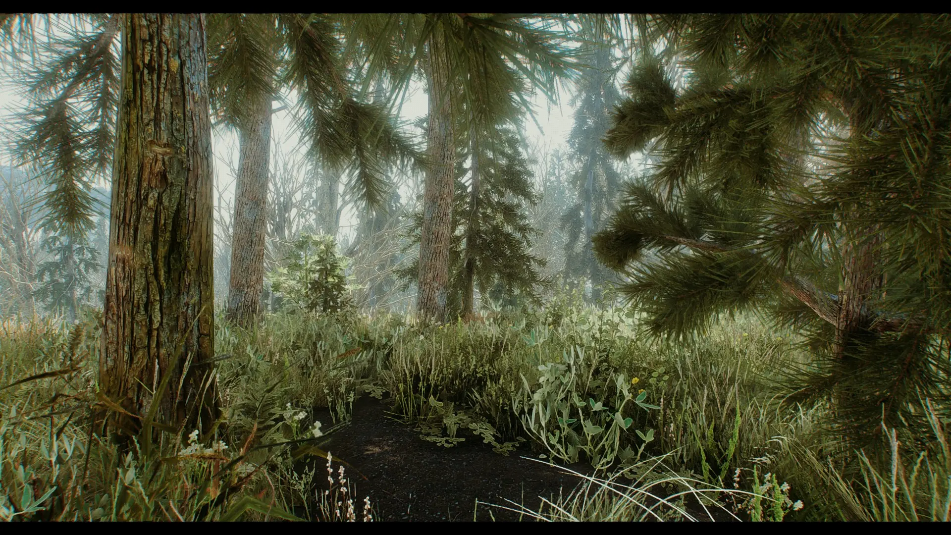  forest  at Skyrim Special Edition Nexus  Mods and Community