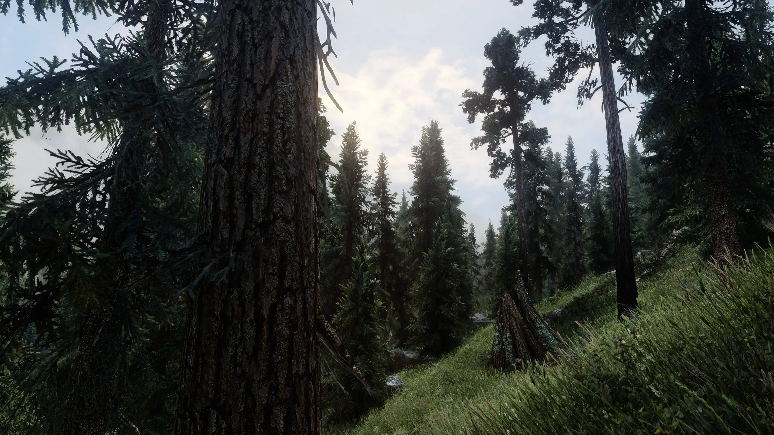 Falkreath Forest at Skyrim Special Edition Nexus - Mods and Community