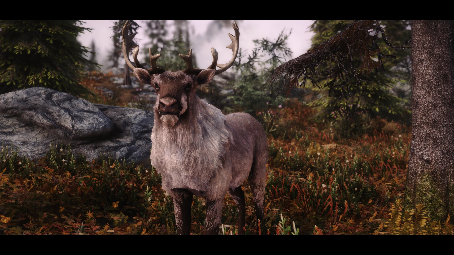 Deer In the Tundra Forest Deer In the Tundra Forest