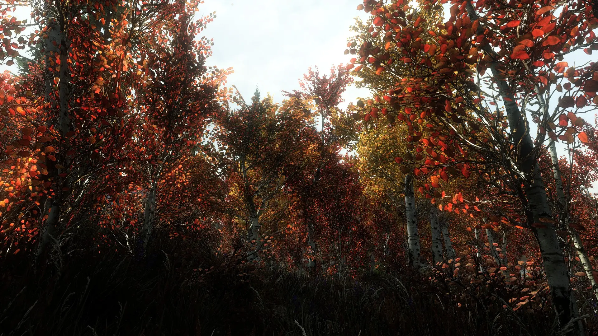 Aspen Trees at Skyrim Special Edition Nexus - Mods and Community