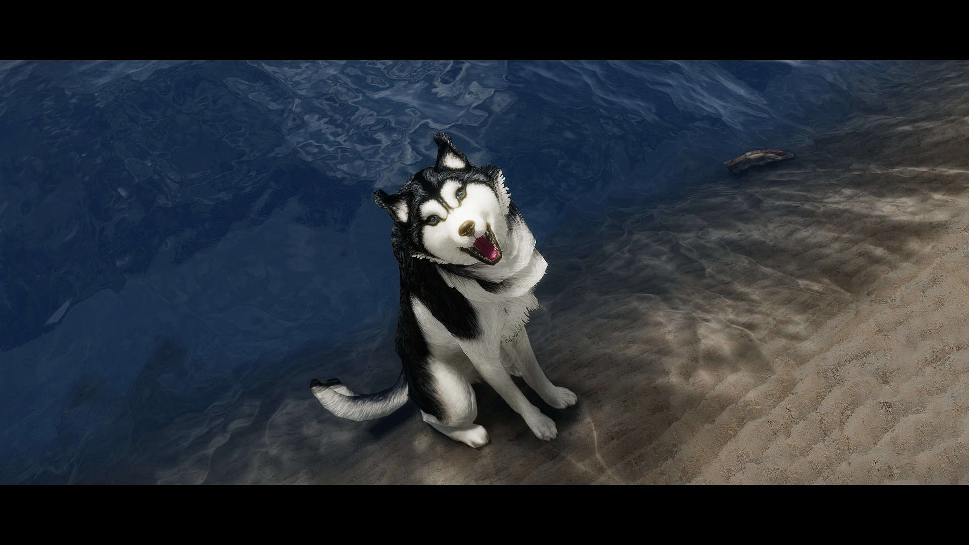 where can you find a stray dog in skyrim