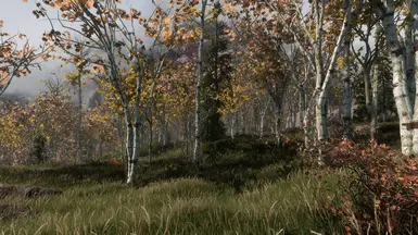 Birch Forest at Skyrim Special Edition Nexus - Mods and Community