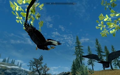 Bird Companion Eagle Skyrim Special Edition