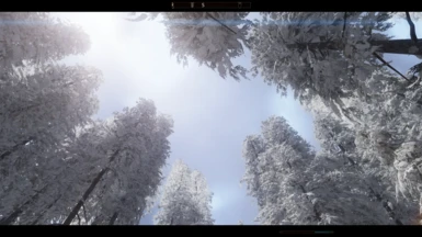Snow pine