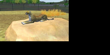 Cheetah on a Heated Rock
