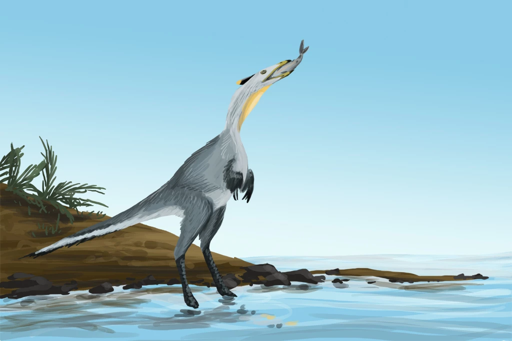 Pelecanimimus - Question Pelecanimimus - Question