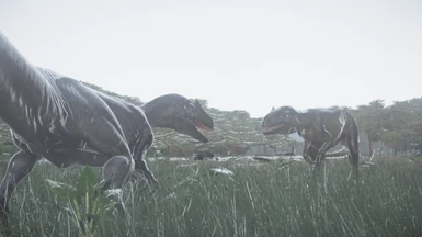 2 Allosaurs fight for dominance