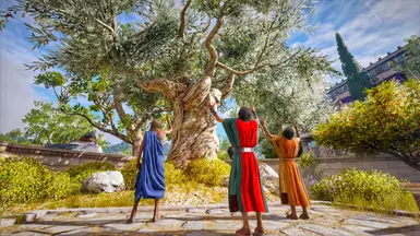 Sacred olive tree