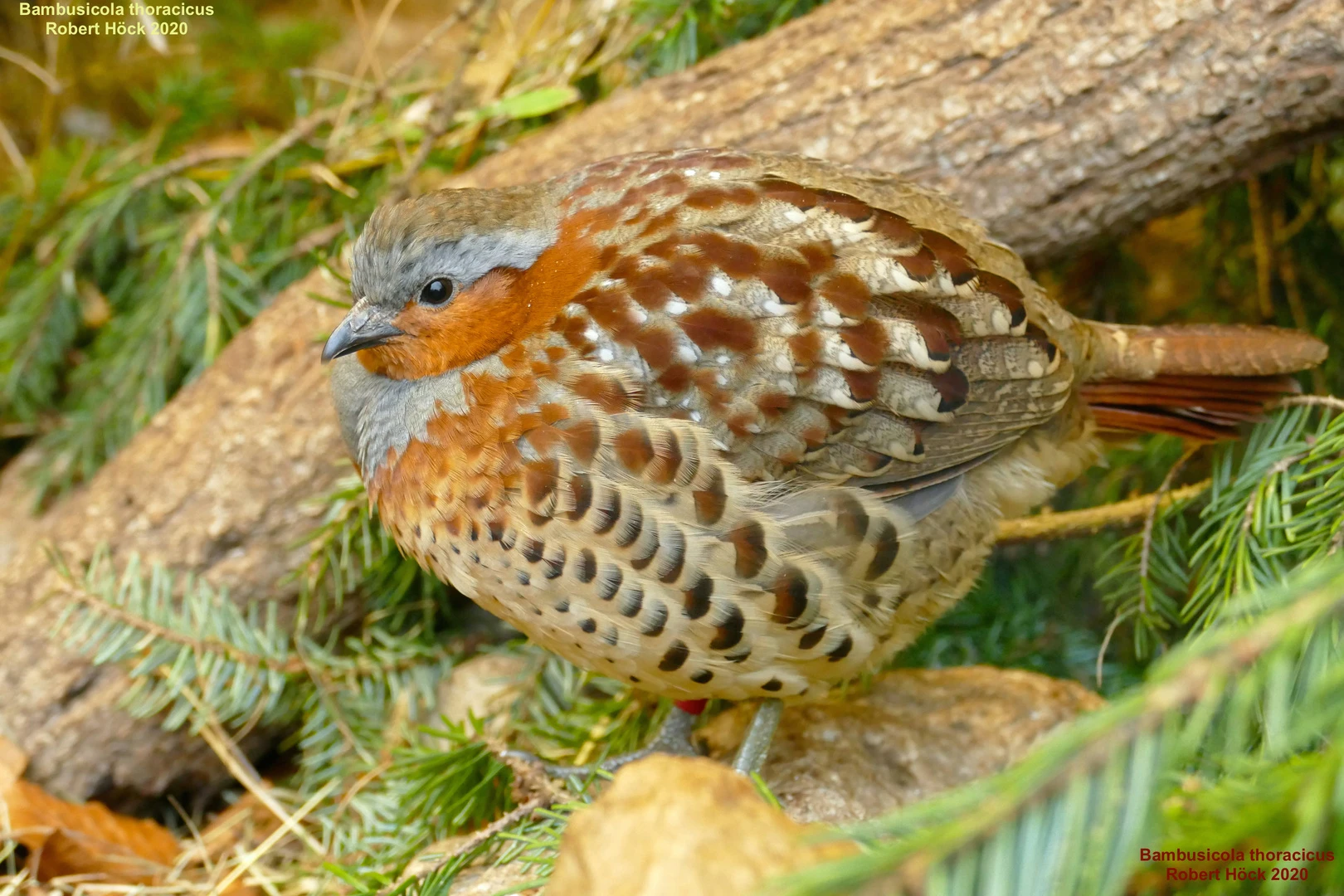 Gray-browed Bamboo Chicken Info and Animal Idea at Planet ...