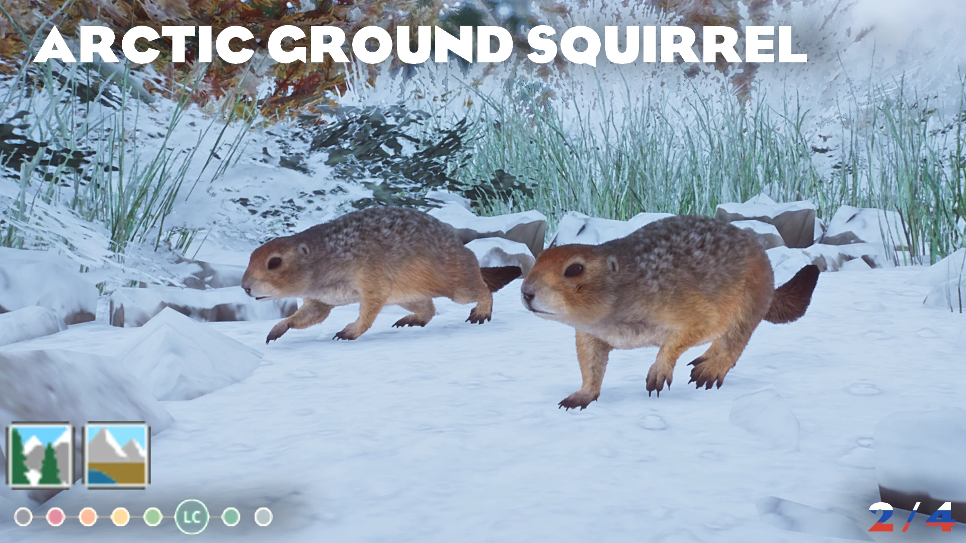 arctic ground squirrel in snow