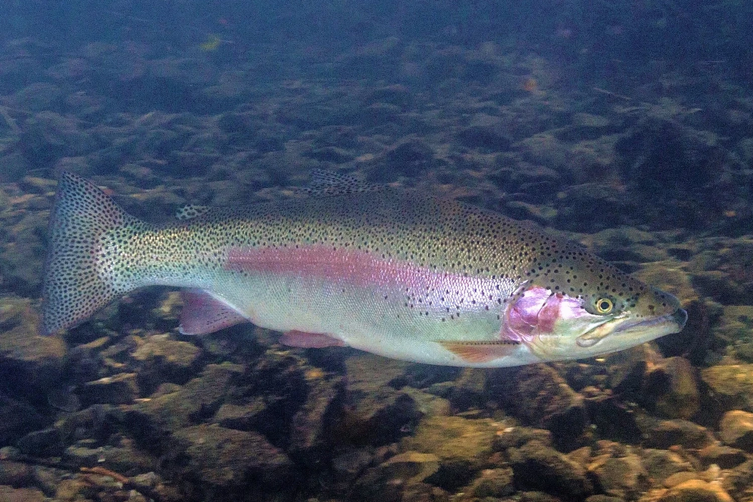 rainbow trout stardew