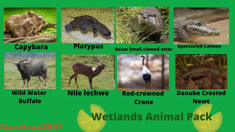 Wetland animal pack reveal at Planet Zoo Nexus - Mods and community