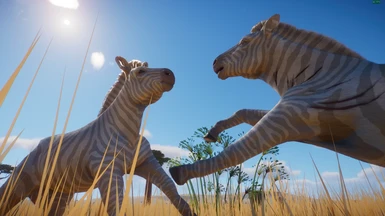 The one and 1st albino zebra fight