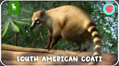 South American Coati Updated