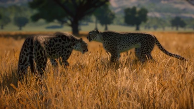 Cheetahs in the Grasslands