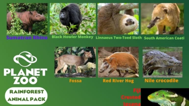 Rainforest Animal Pack