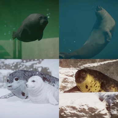 SEAL PACK animals reveled