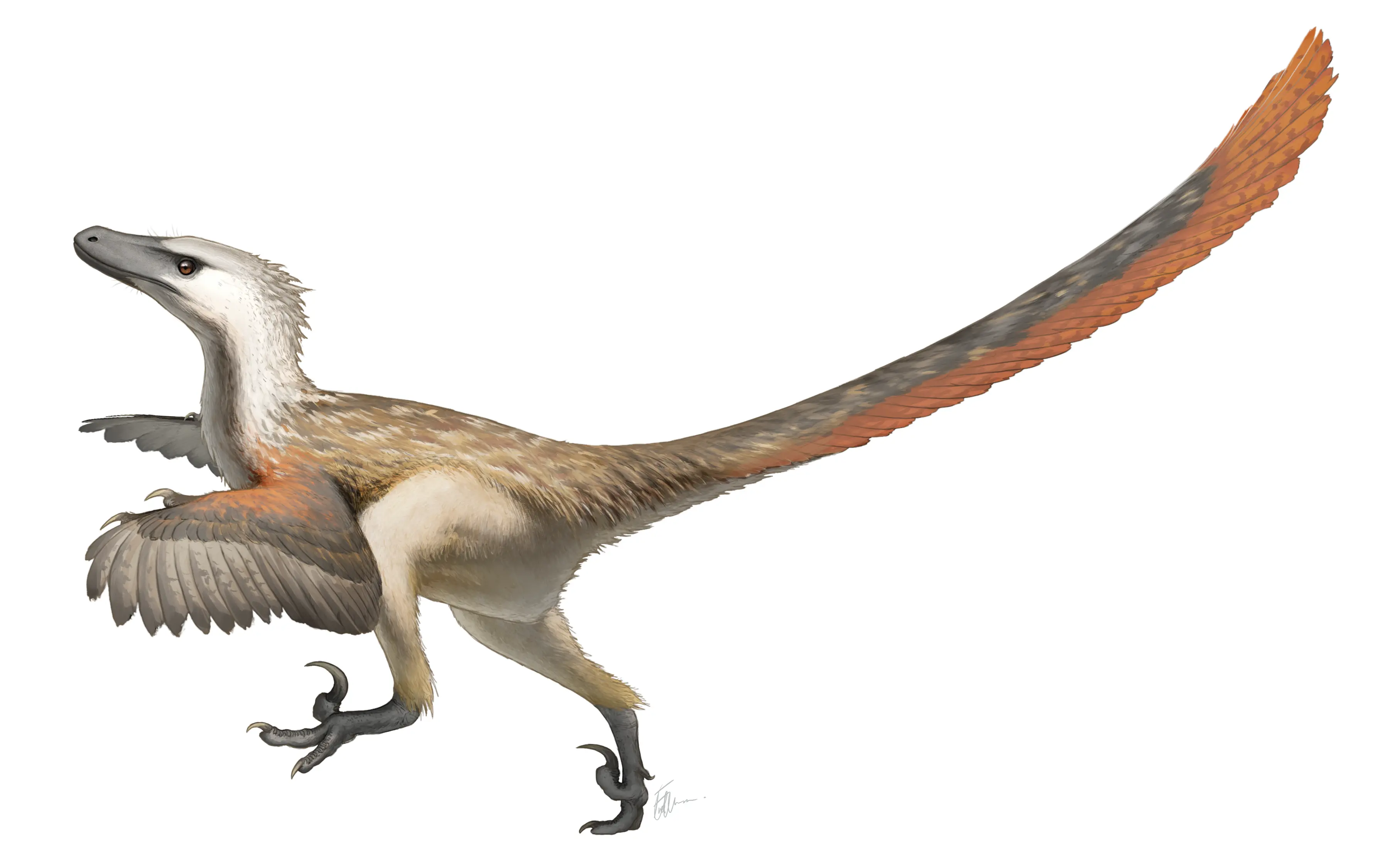 Velociraptor Dinosaur, photos  information - Velociraptor Gallery