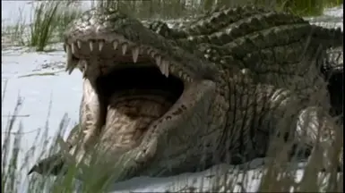 Mod Suggestion Deinosuchus As New Species And Prehistoric Park 