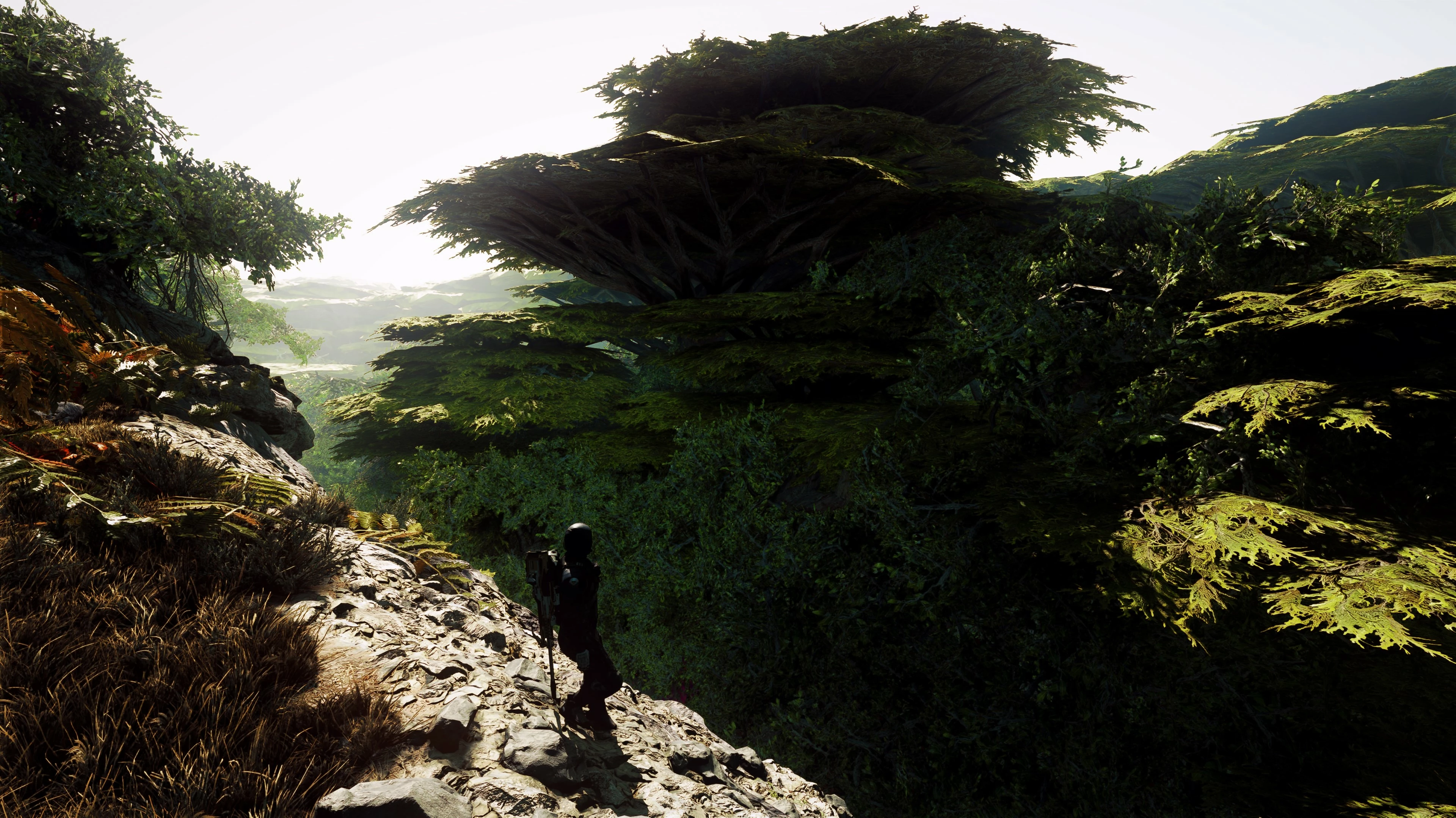 Wallpaper 4k - Real Forest I Wallpaper 4k - Real Forest I