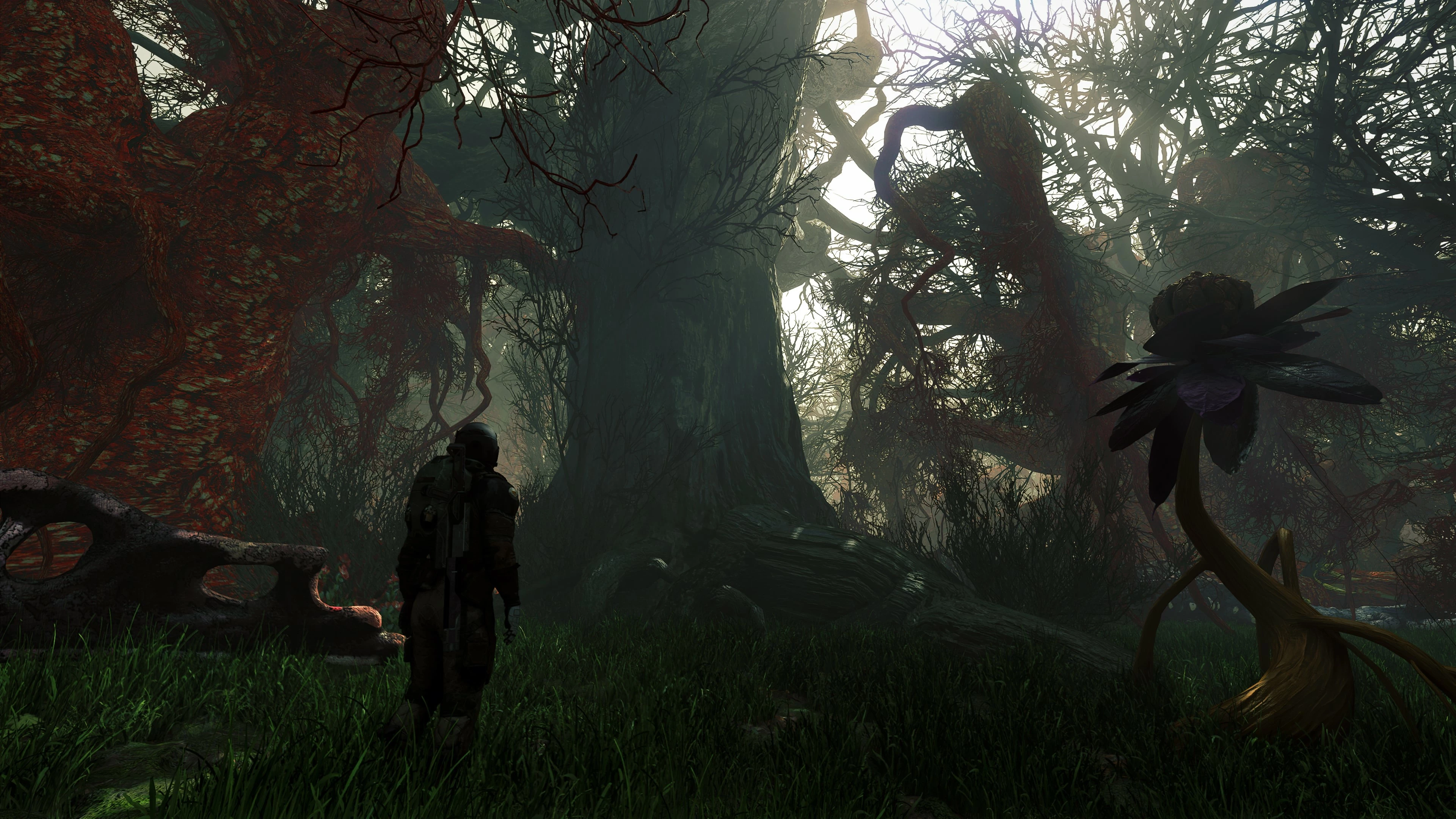 Wallpaper 4k - Real Forest III Wallpaper 4k - Real Forest III