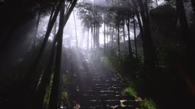 In the forest during a sunny day