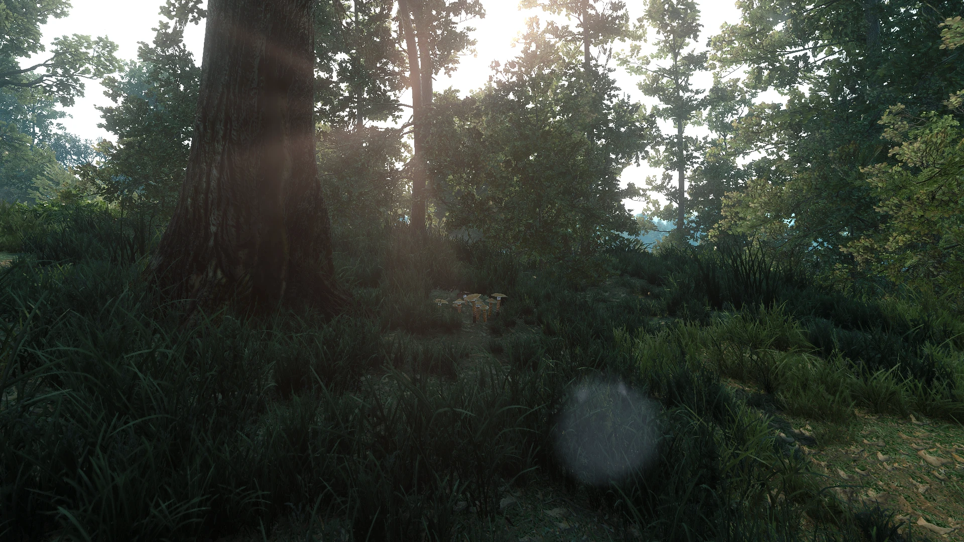 Beautiful Forest at The Witcher 3 Nexus - Mods and community