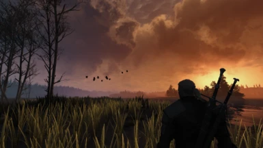 Sunset In White Orchard