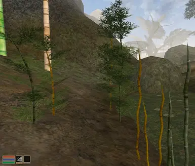 Bamboo