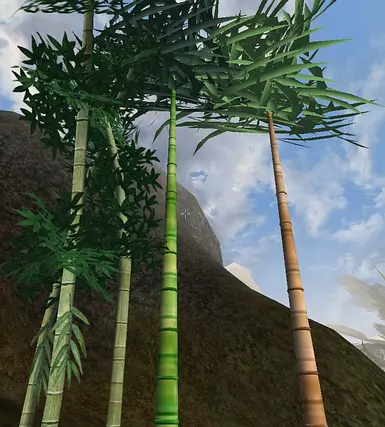Bamboo